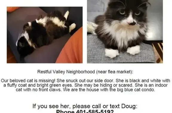 Lost Fluffy Cat: Black & White...