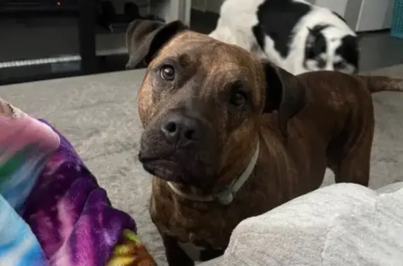 Lost Friendly Brindle Pit Bull in Fenton