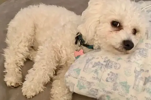 Lost Dog: Curly White Hair, Rogers Ave
