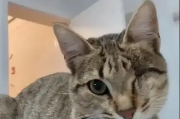 ¡Gata Tigrada Perdida en Cartagena!