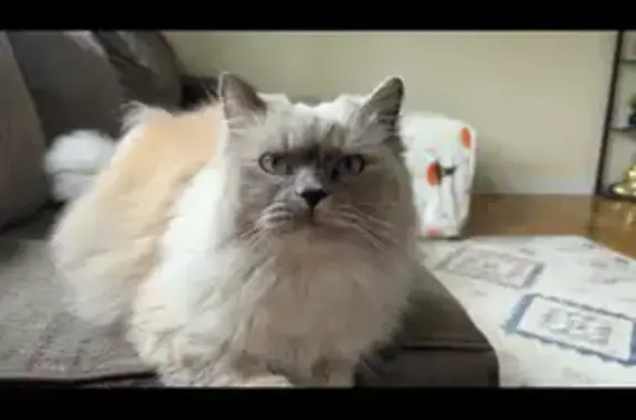 Lost Fluffy Ragdoll Cat in Ban...
