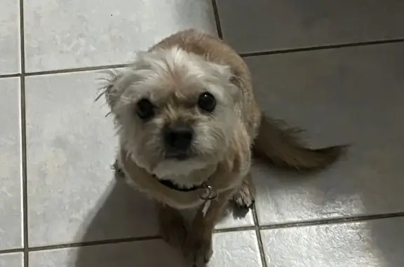 Lost Small Dog: Blonde, Purple Collar