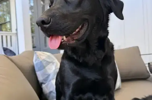Lost Dog: Blue Eyes in Kingston, GA