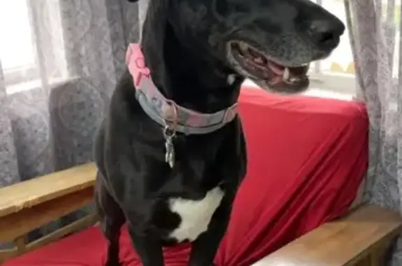 Nervous Lost Dog in Forestville: Help!