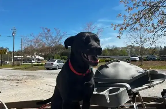Lost Dog in Kingston, GA - Brown Eyes