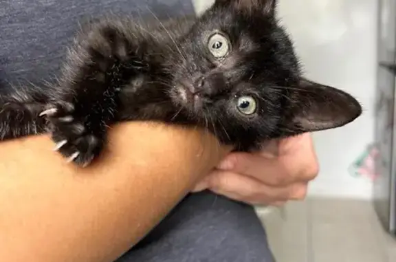 Lost 7-Week Black Kitten, 31st...