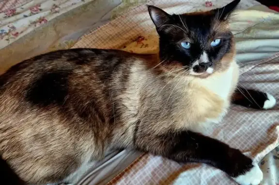 Help Find Opie: Friendly, Adve...
