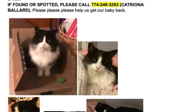 Missing Cat: Black & White Bea...