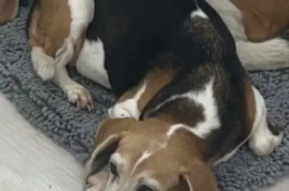 Missing dog Cutler Bay, photo: Lost Dog: Unique Markings in Cutler Bay