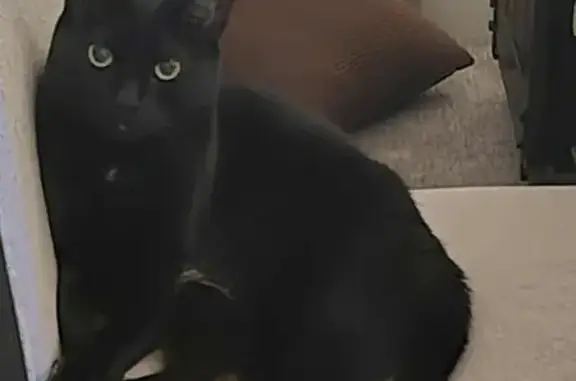 Lost: Shy Black Cat with White...