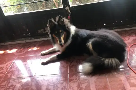 ¡Ayuda! Cachorra perdida en Ecatepec