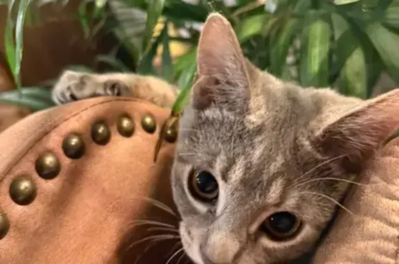Lost Grey Tabby Kitten - Coeur...