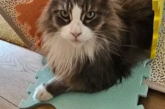Chat perdu, mâle 10 ans, Saint-Ouen-l'Aumône - photo