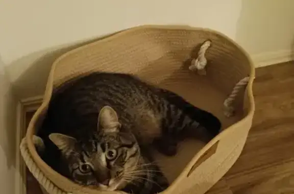 Lost Timid Cat in New Brisbane Suburb