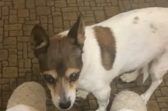 Missing dog Banyule, photo: Lost: Zoe, Elderly Dog - Banyule Area