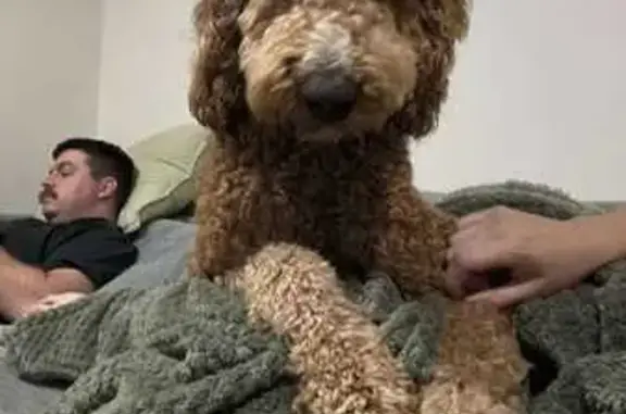 Lost Dog: Tall, Light Brown on...