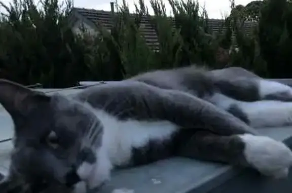 Lost pets Playford, photo: Lost Black Cat: Collins St, Playford