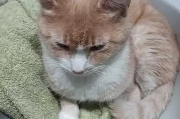 Se busca gato perdido en Granada: Calle Arzobispo