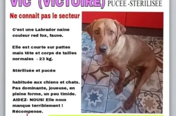 Chien perdu à Plougonven, type Labrador - photo