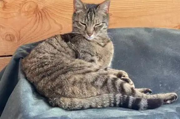 Chatte Moumoune perdue à Pessac - photo