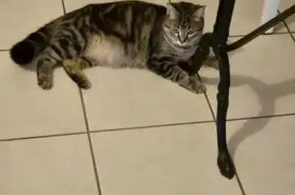 Petite chatte tigrée perdue à Bandol - photo