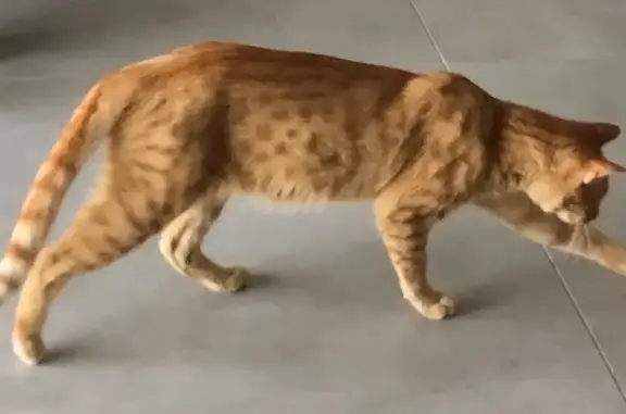 Chat perdu, , photo: Chat roux perdu à Vogüé : aidez-nous !