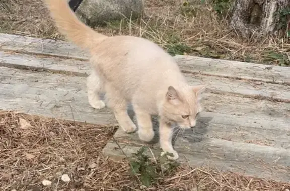 Chat beige perdu, yeux verts, Tupin-et-Semons - photo