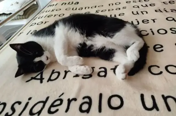 ¡Ayuda a encontrar a Milka, gata perdida en Gijón!