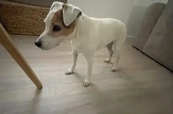 Animaux trouvés Issoire, photo: Jack Russel blanc trouvé à Issoire