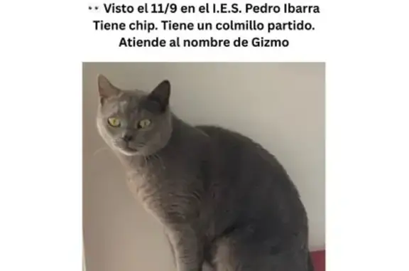¡Gato perdido en Elche! Colmillo partido