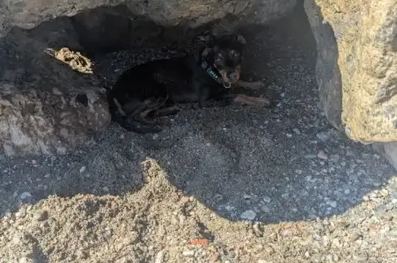 Cachorro Juguetón Encontrado e...