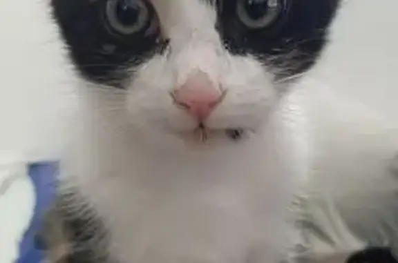 Animaux trouvés , photo: Chatte tricolore trouvée à Pineuilh