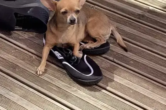 Chihuahua beige perdu à Cauro, Corse - photo