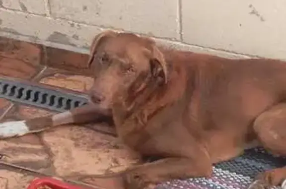 cachorro encontrada