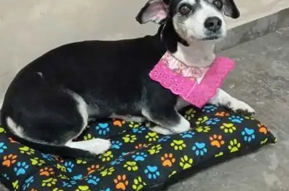 cachorro encontrada
