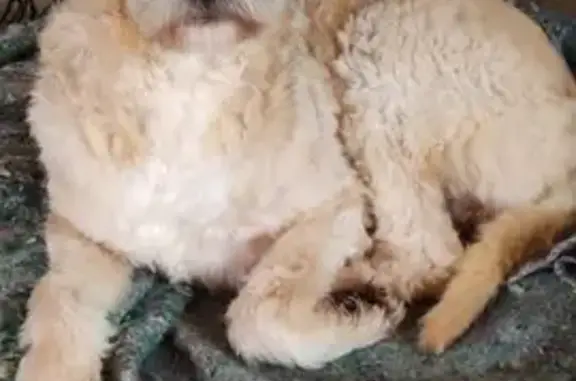cachorro desaparecida