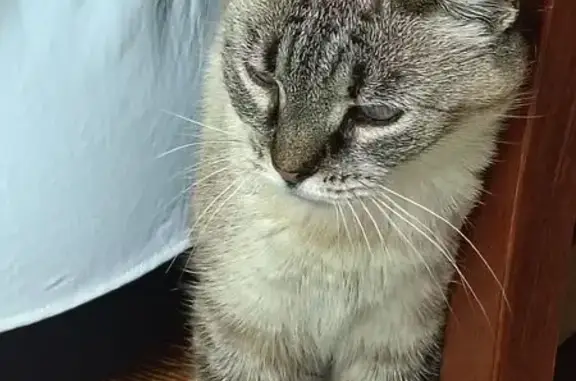 Chat trouvé , photo: Chat trouvé à Montbeton, Occitanie