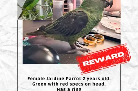 Lost Bird with Red Flecks in Ballito