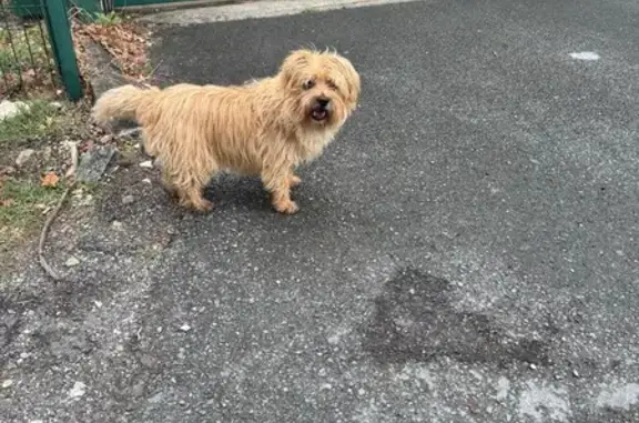 Animaux trouvés Nouvelle-Aquitaine, photo: Chien caramel trouvé à Castelnau-de-Médoc