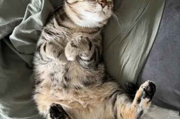 Animaux perdus Valençay, photo: Chatte tigrée perdue à Valençay
