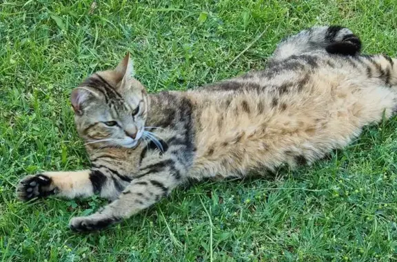 Chat mâle avec collier rose perdu à Solorgues - photo