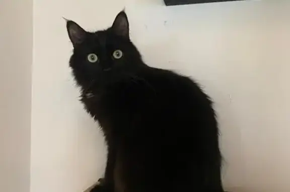 Chat noir perdu à Annecy, Allée de Taillefer - photo