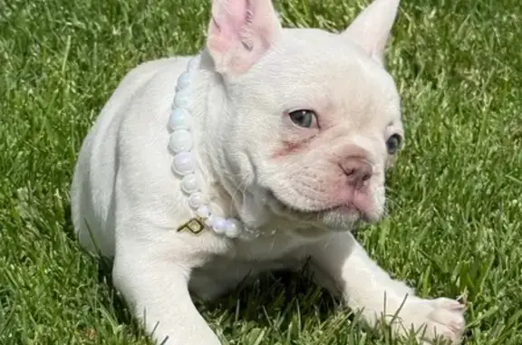 Missing: White French Bulldog in Lehi