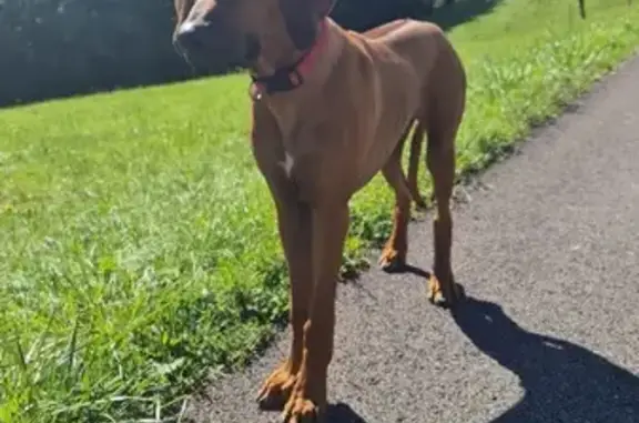 Chien perdu Annecy, photo : Chien perdu, 6 mois, sociable, Annecy