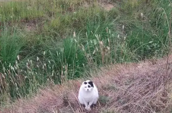 Chat calme trouvé près du Conforama Lattes - photo