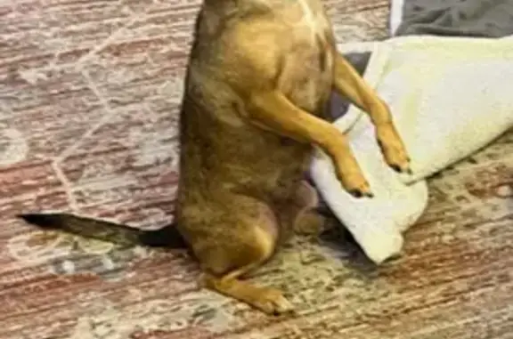 Lost Chihuahua: Female, Speedway Lane