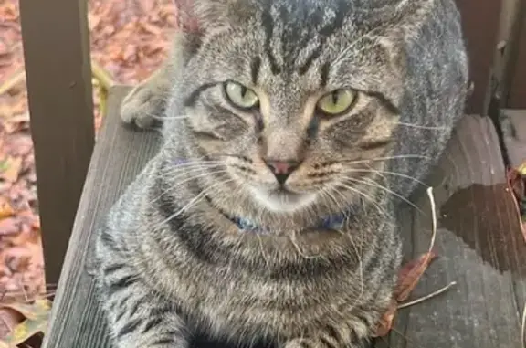 Lost Gray Tabby Cat on Drexel Lane