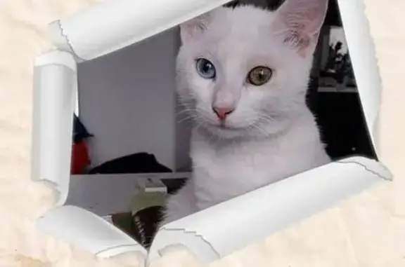 Chat blanche perdue, yeux vairons, Thiers - photo