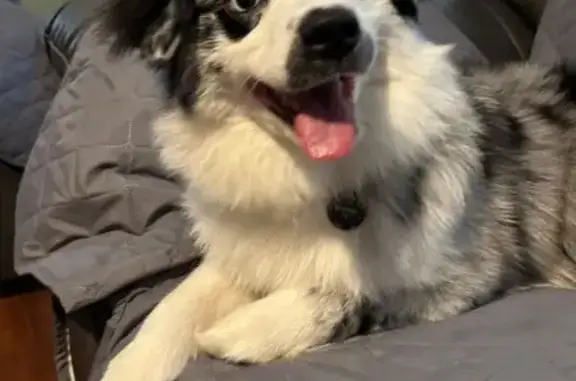 Lost Blue Merle Mini Aussie in Worcester