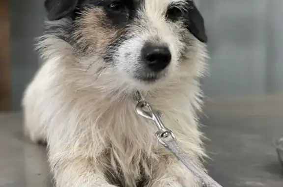 Missing dog , photo: Lost Jack Russell: Black Spot, Pink Collar